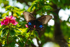 Papilio hermosanus