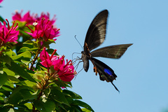 Papilio hermosanus