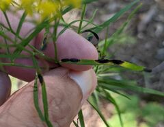 Botryosphaeria dothidea