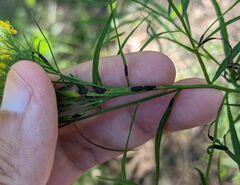 Botryosphaeria dothidea