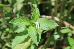 Heliotropium angiospermum