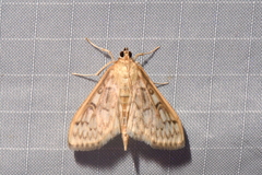 Herpetogramma aquilonalis
