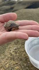 Neogastropoda