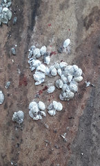 Eriococcus lagerstroemiae