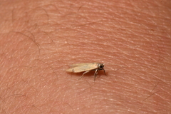 Holcocera immaculella