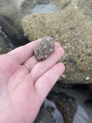 Neogastropoda