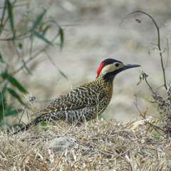 Colaptes melanochloros