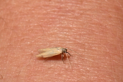 Holcocera immaculella