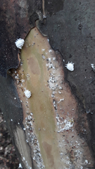 Eriococcus lagerstroemiae