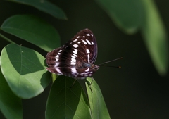 Limenitis sulpitia