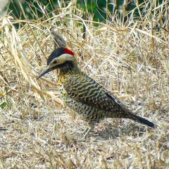 Colaptes melanochloros