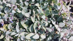 Mertensia