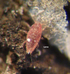 Eriococcus lagerstroemiae