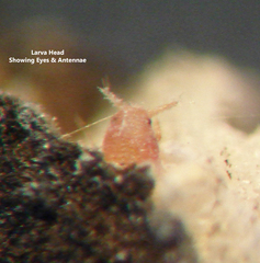 Eriococcus lagerstroemiae