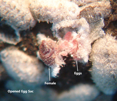 Eriococcus lagerstroemiae