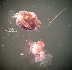 Eriococcus lagerstroemiae