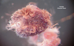 Eriococcus lagerstroemiae