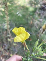 Oenothera × fallax