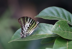 Graphium antiphates