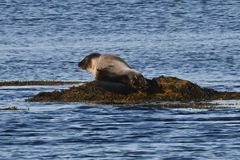 Phoca vitulina vitulina