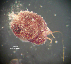 Eriococcus lagerstroemiae