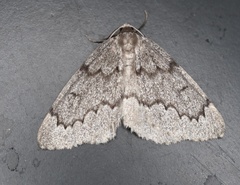 Nepytia pellucidaria