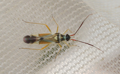 Cyllecoris histrionius