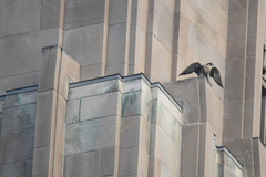 Falco peregrinus
