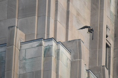 Falco peregrinus