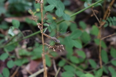 Brachythemis contaminata