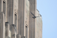Falco peregrinus