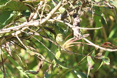 Phylloscopus intensior