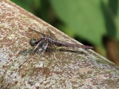 Libellulidae