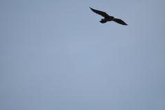 Falco peregrinus