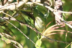 Phylloscopus intensior