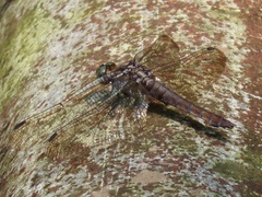 Libellulidae