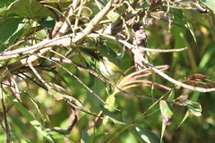 Phylloscopus intensior