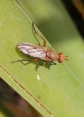 Dryomyza anilis