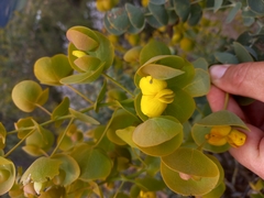 Rafnia amplexicaulis