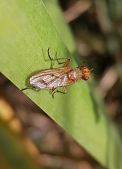 Dryomyza anilis