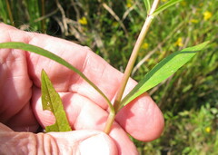 Bidens laevis