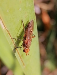Dryomyza anilis