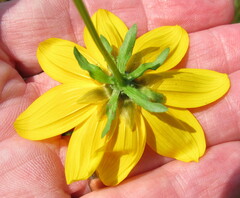 Bidens laevis