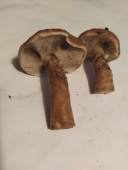 Gyroporus castaneus