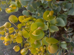 Rafnia amplexicaulis