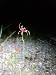 Caladenia cardiochila