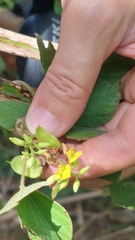 Rhynchosia volubilis