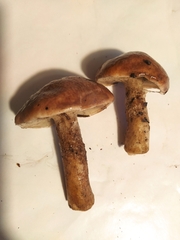 Gyroporus castaneus