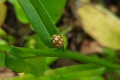 Calvia decemguttata