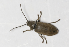 Dascillus cervinus